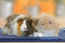 Persian Cat, kitten, 6 weeks with Guinea Pig (Cavia porcellus)