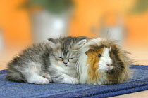 Persian Cat, kitten, 6 weeks, sleeping against Guinea Pig (Cavia porcellus)