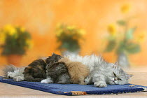 Persian Cat nursing kittens, 6 weeks