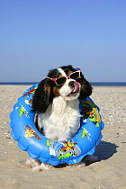 Domestic dog, Cavalier King Charles Spaniel (tricolor) with swimming belt and sun glasses at beach