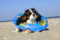 Domestic dog, Cavalier King Charles Spaniel (tricolor) with swimming belt and sun glasses at beach