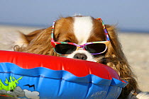 Cavalier King Charles Spaniel (Blenheim) with swimming belt and sun glasses at beach