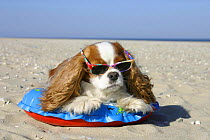 Domestic dog, Cavalier King Charles Spaniel (Blenheim) with swimming belt and sun glasses at beach