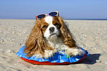Domestic dog, Cavalier King Charles Spaniel, Blenheim with swimming belt and sun glasses at beach