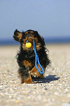 Domestic dog, Cavalier King Charles Spaniel (black and tan) retrieving ball at beach