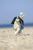 Domestic dog, Cavalier King Charles Spaniel (tricolor) retrieving ball at beach