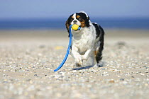 Domestic dog, Cavalier King Charles Spaniel  (tricolor) retrieving ball at beach