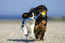 Domestic dog, two Cavalier King Charles Spaniels retrieving ball at beach