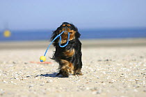 Domestic dog, Cavalier King Charles Spaniel (black and tan) retrieving ball at beach