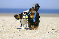 Domestic dog, two Cavalier King Charles Spaniels, retrieving ball at beach