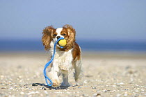 Domestic dog, Cavalier King Charles Spaniel (Blenheim) retrieving ball at beach