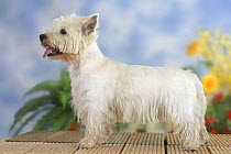 Domestic dog, West Highland White Terrier / Westie standing in show stack