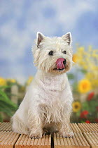 Domestic dog, West Highland White Terrier/ Westie, licking his mouth