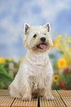 Domestic dog, West Highland White Terrier / Westie