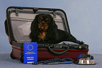 Domestic dog, Cavalier King Charles Spaniel (black and tan) in open suitcase with vaccination card, bowl and leash.