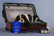 Domestic dog, Cavalier King Charles Spaniel, tricolor, in open suitcase and vaccination card, bowl and leash