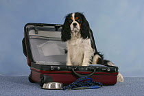 Domestic dog, Cavalier King Charles Spaniel, tricolor, in open suitcase with bowl and leash