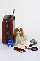 Domestic dog, Cavalier King Charles Spaniel (Blenheim) next to suitcase with vaccination card