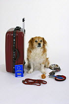 Domestic dog, Mixed Breed Dog next to suitcase with vaccination card