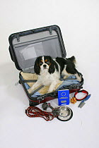 Domestic dog, Cavalier King Charles Spaniel (tricolour) in suitcase with vaccination card