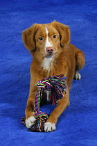 Domestic dog, Nova Scotia Duck Tolling Retriever / Duck Toller with toy