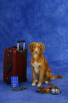 Domestic dog, Nova Scotia Duck Tolling Retriever / Duck Toller with suitcase and vaccination card