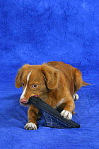 Domestic dog, Nova Scotia Duck Tolling Retriever / Duck Toller gnawing on slipper