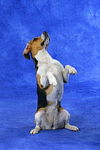 Domestic dog, Beagle bitch sitting on hind legs with paws in the air