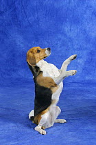 Domestic dog, Beagle bitch begging, sitting on hind legs with paws in the air