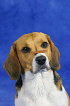 Domestic dog, Beagle balancing food on her nose