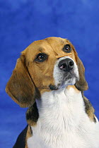 Domestic dog, Beagle balancing food on her nose