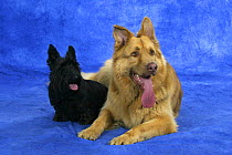 Domestic dogs, German Shepherd Dog and Scottish Terrier