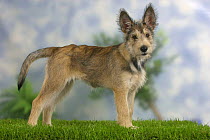 Domestic dog, Picardy Shepherd / Berger Picard puppy, 14 weeks