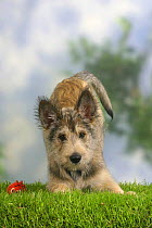 Domestic dog, Picardy Shepherd / Berger Picard, puppy, 14 weeks