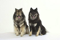 Domestic dog, two Eurasiers with varying blueness of their tongues