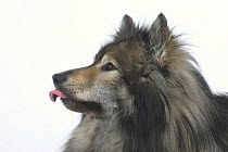 Domestic dog, Eurasier, calming signal, with blue spots on the tongue