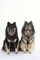 Domestic dog, two Eurasiers with varying blue tinges on their tongues.