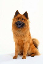 Domestic dog, fawn Eurasier showing blue tongue.