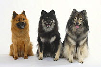 Domestic dogs, three Eurasiers of different colours and varying degrees of blueness of their tongues.