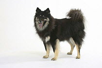 Domestic dog, black and tan Eurasier