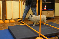 Domestic dog, Cairn Terrier having physiotherapy, walking over cavalettis