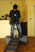 Domestic dog, Cairn Terrier having physiotherapy, balance practice