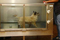 Domestic dog, Cairn Terrier having physiotherapy in water, therapeutic exercises
