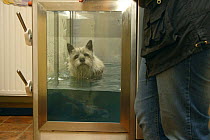 Domestic dog, Cairn Terrier having physiotherapy in water, therapeutic exercises