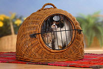 Persian Cat with kitten in travel basket / kennel
