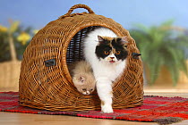Persian Cat and kitten, coming out of travel basket / kennel