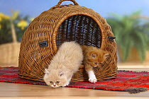 Persian Cat kittens, coming out of travel basket / kennel
