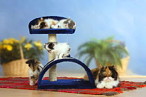Persian Cat and four kittens on climbing / play frame