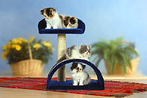 Four Persian Cat kittens on climbing / play frame