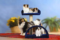 Persian Cat and four kittens on play / climbing frame